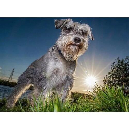 Full Square/ Round Diamond Painting schnauzer dog 5D DIY Diamond Embroidery Pet dog Mosaic pictures of rhinestones decor TY671