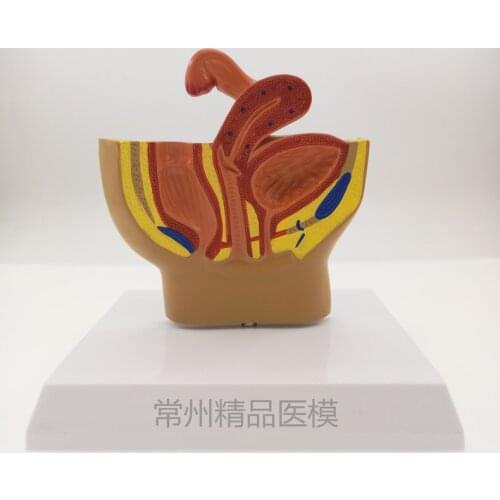 Teaching model simulation Female pelvic cavity Medical anatomy model free shipping
