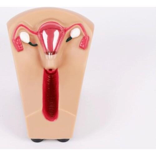Female Intrauterine Contraceptive Device Model IUD Training Simulator teaching