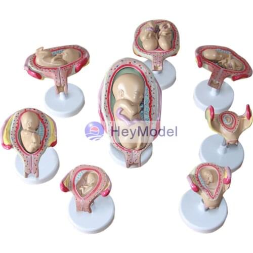 HeyModel Pregnancy developmental process model