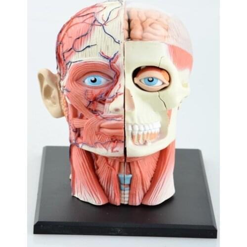 Dental lab Dentist 4D Human Head Anatomy Medical skull model skeleton Ever after high dolls
