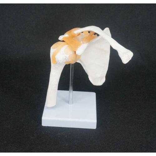 Life Size Shoulder Joint Anatomical Model Skeleton Human Medical Anatomy For Medical Study