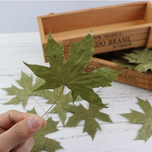 10Pcs/Set Natural Maple Leaf Autumn Fall Foliage Red Green Bookmark Dry Leaves for Photography Props Photo Studio Accessories