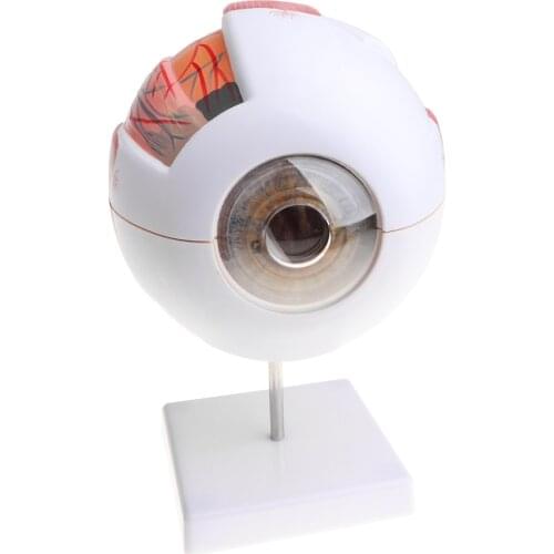 Educational Human Eye Ball Model Students Biology Study Kit Lab Ornament