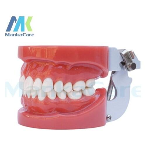 Manka Care - Standard Model/28 pcs Tooth/Hard Gum/Without screw/FE Articulator Oral Model Teeth Tooth Model