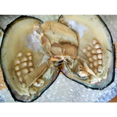 10pcs Vacuum-packed Oysters Natural Freshwater Multicolor Pearls 3-10MM Pearls Oyster 16-22cm Big Oysters 5-10 years old FP207