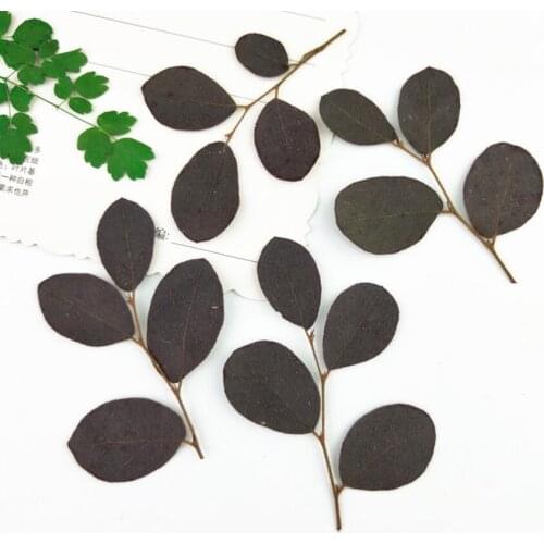 120pcs Pressed Dried Loropetalum chinense var.rubrum Leaf Herbarium For Jewelry Making Face Makeup Postcard Frame Phone Case