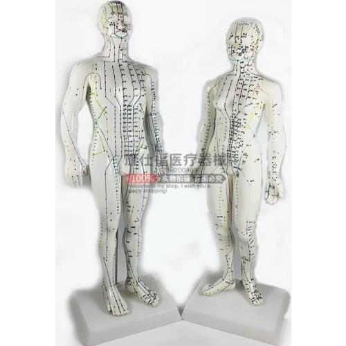 Acupuncture points human body model 50cm male or female models clear meridians human acupuncture model