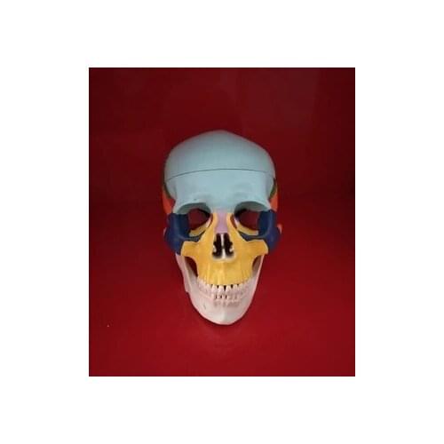 Fine simulation 1:1 Skull model plastic medicine True skulls free shipping