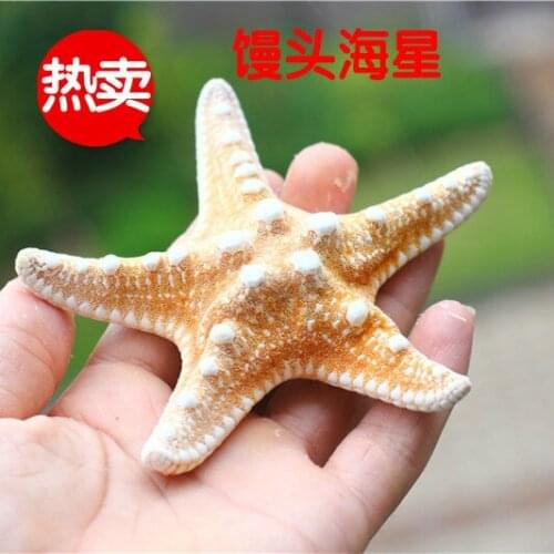 Hot Selling Steamed Buns Starfish Specimen Home Decoration Shooting Props Conch Shell Bay Window Decoration Gift