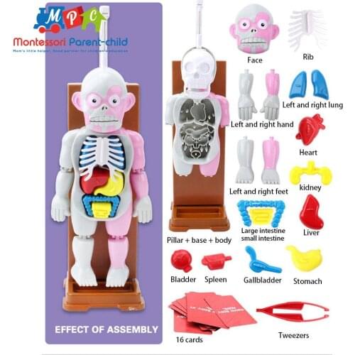 4D Human Organs Skeletion Funny ANATOMY MODEL Medical Body Skull Skeleton Anatomical Cock Model Kids Science Educational Toys