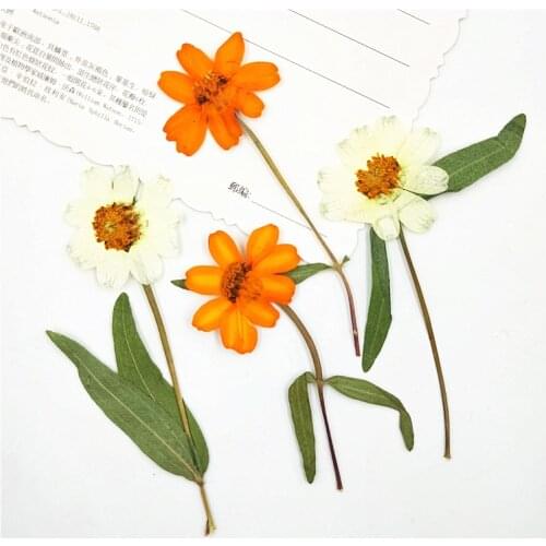 16pcs,Natural Pressed Zinnia Flowers with stem,Real touch Flower DIY Art Craft Bookmark Gift Decoration,DIY wedding invitations