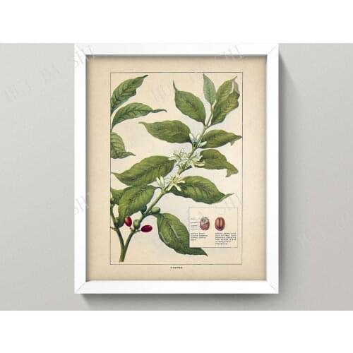 Coffee Botanical Print • Antique Coffee Diagram • Vintage Kitchen Print • Coffee Print or Poster • Coffee Bean Wall Art