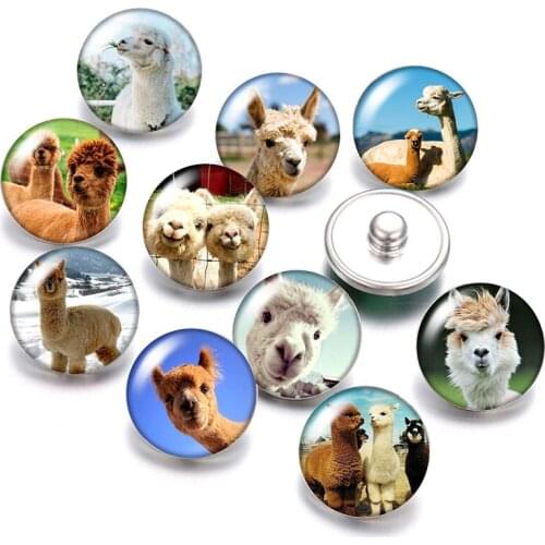 Animals Alpaca camel duck Raccoon 18mm snap buttons 10pcs mixed round photo glass cabochon style for snap button jewelry