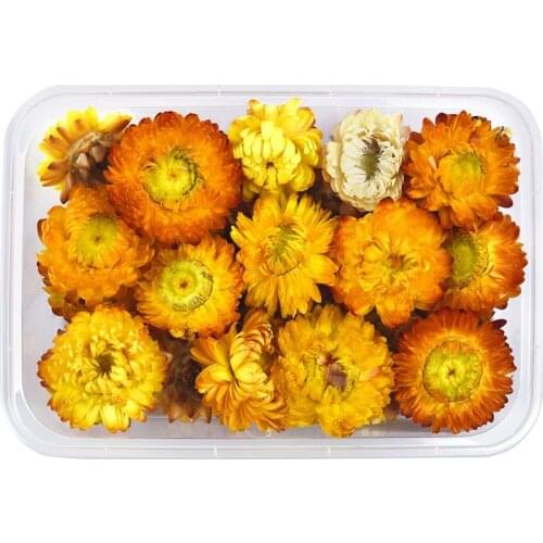 DIY Dried Flower UV Epoxy Resin Filling Real Flower For Home Decoration Handicraft Resin Crafts