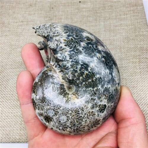 280-320g Ammonite Cleoniceras Snail Fossil Madagascar Amazing Natural Geology Specimen Mineral Snail Shell Collection Healing
