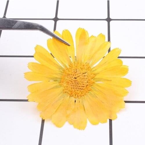 8pcs,Nature Pressed Dried Calendula, Real Touch Eternal rose flowers for DIY Wedding invitation Bookmark Gift Card,Facial Decor