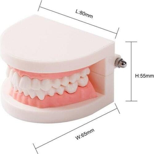 Dental Standard Teaching Adult Typodont Demonstration Teeth Model EASYINSMILE