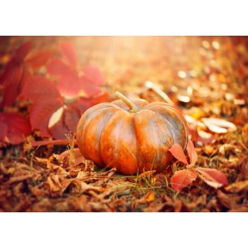 Halloween pumpkin leaves photo background photo background for children