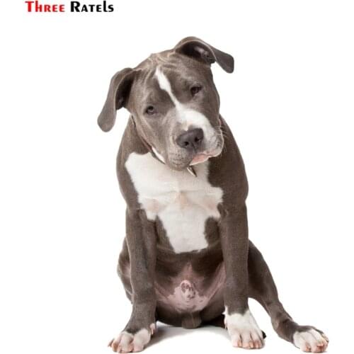 Three ratels FTC-779#13X17.7CM American pit bull terrie dog staffordshire contacts houston dog sticker for Wall Window Suitcase