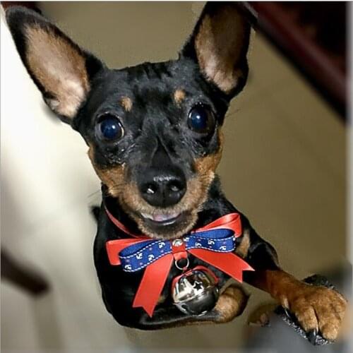 Cat Dog Pet Bell Collars Adjustable Fashion Bowknot Bow Tie Collars Necktie Red And Blue Cute Pet Decoration Supplies