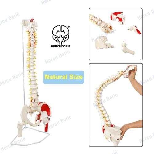 Life Size Human Spine Model, Bendable Spinal Cord with Hyoid Bone, Herniated Disk, Nerves, Arteries, Pelvis, Femur Heads, Teachi