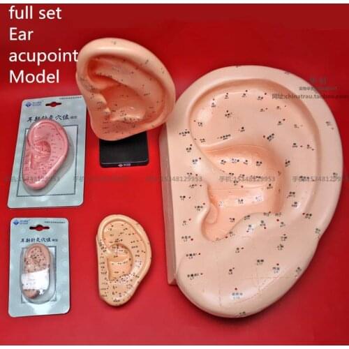 Medical Large and small 1:1 Ear acupoint Model standard ear acupoint model ear model acupuncture points model Acupoint massage