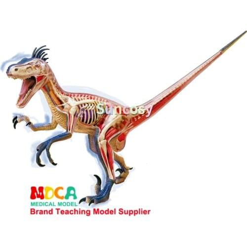 Dinosaur Anatomy Model - Velociraptor Anatomy Model - Detachable 29 Parts Animal Dinosaur Organ Anatomy Medical Teaching Model