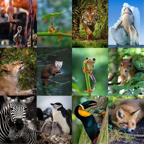 Home Art Animal Wall Stickers