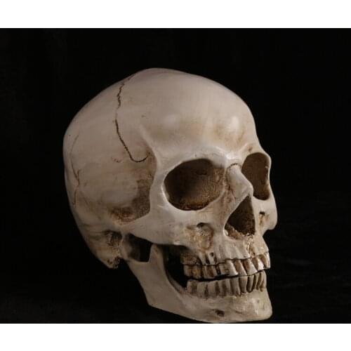 Art teaching sketching skull anatomy structure model 1:1 size human body model