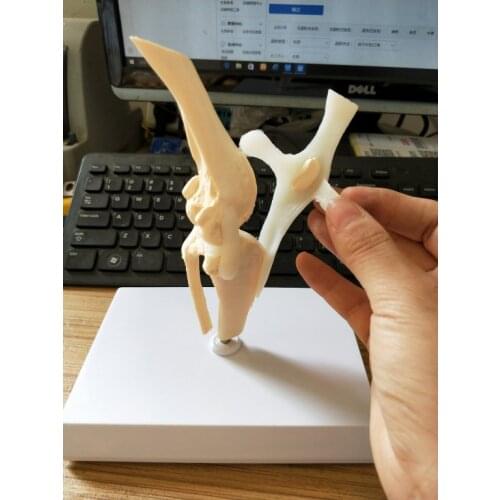Dog Knee Joint Model Canine Joint Medical Teaching Research Model Dog Knee Joint Ligament Basic Structure Model Dog Skeleton