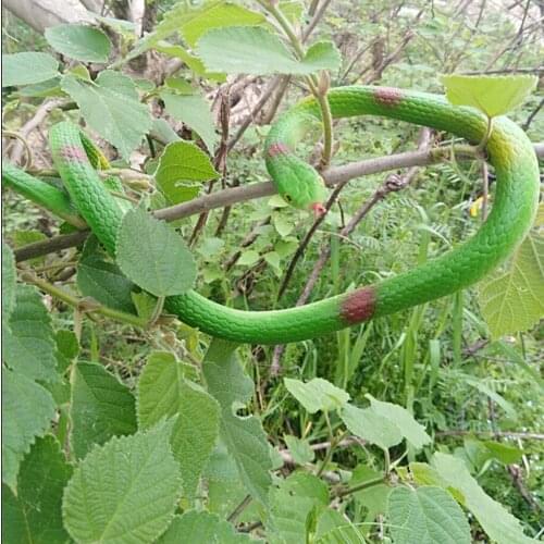 Simulation Snake Model Teaching Aids Scary Animals Figurine Jokes Toys