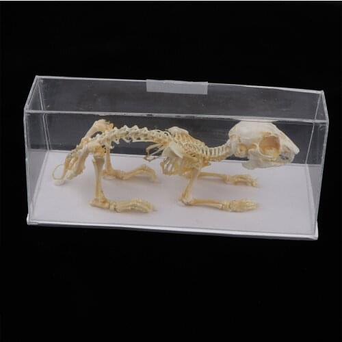 Animal Anatomical Model Rabbit Skeleton Real Statue, Childrens Toys for