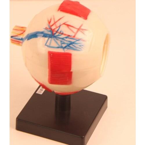 Human Ocular anatomy model Science teaching AIDS