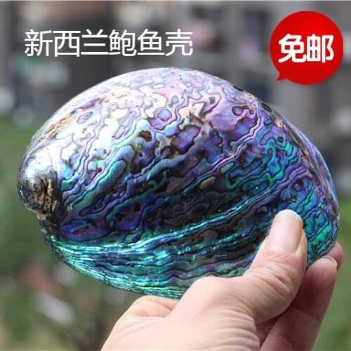 Abalone Shell Natural Shell craft Jewelry Conch Home Wedding Decoration Charm Pendants For Jewelry Making DIY Necklace Bracelet