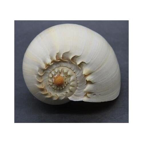 Oversized golden snails can hear the sound of the sea, which can sound home decoration crafts gifts