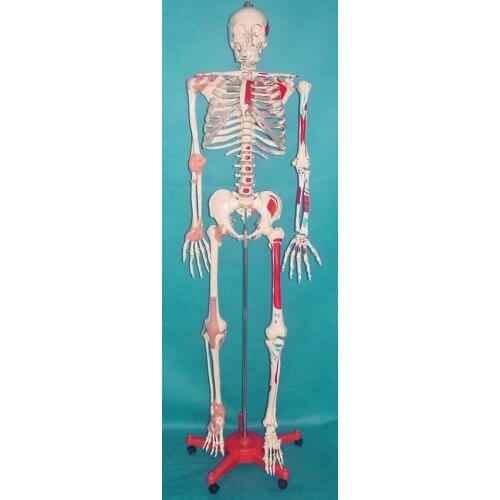 170cm Human skeleton model ligament Muscle Coloring free shipping