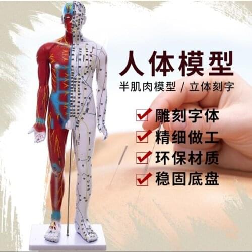85CM Male Lettering acupuncture point body mannequins acupuncture, Medical Research massage reflex zone teaching model C518