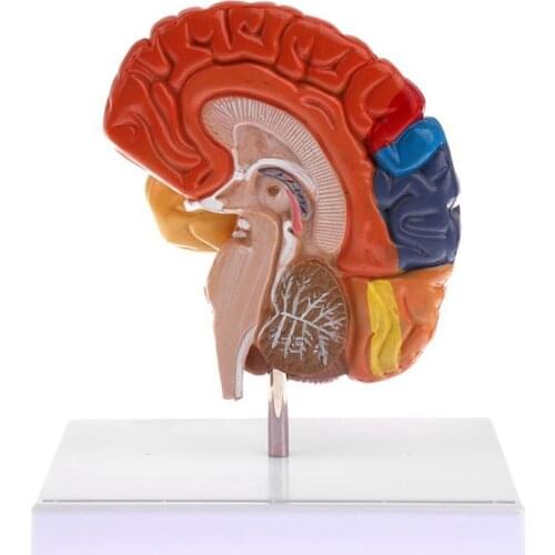 Cerebral Anatomical Model Anatomy 1:1 Half Brain Brainstem Medical Teaching Lab Supplies