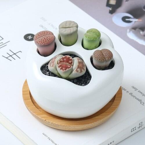 White Ceramic maceteros para suculentas y cactus Cat Claw Decorative Flower Plant Pot Home Indoor Garden Suculentas Pots Planter