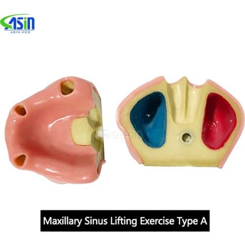 Dental implant dental model oral material practice maxillary sinus dental supplies instruments tools soft gum