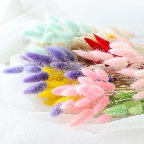 Colorful Grass Dried Flower Bunny Tail Natural Plants Floral Rabbit Grass Bouquet Home Decoration Accessories