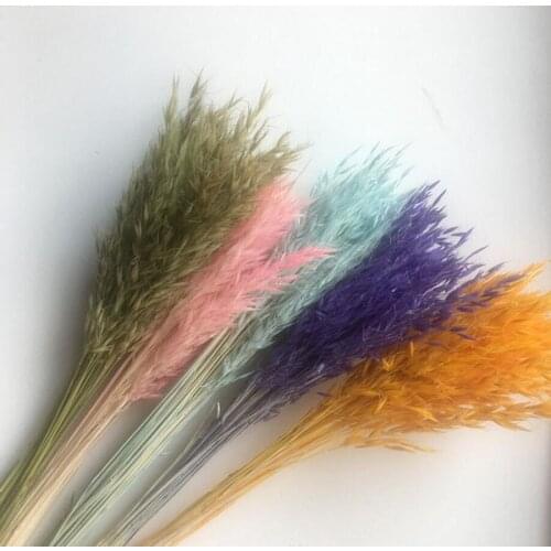 500g Dried Avena Sativa L. Flower For Craft Gift Material Accessory Decoration DIY Flower Bouquet Making Wedding Home Decor