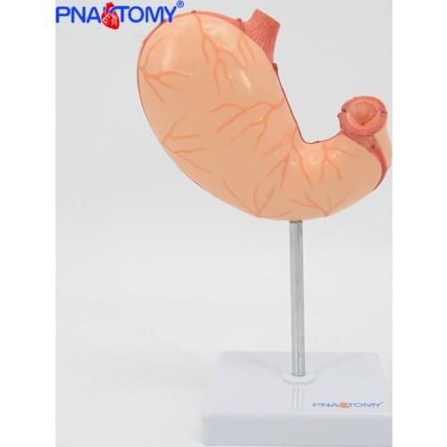 1:1 Life size human stomach anatomical model medical coronal section medical gift for hospital digestive system organs anatomy