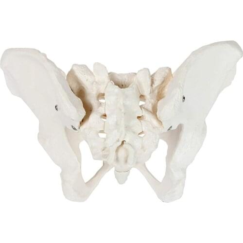 Female Anatomy Pelvis Pelvic Skeleton Throat Anatomical Anatomy Skull Sculpture Head Body Model