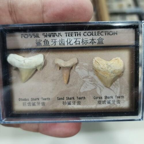A box Natural Stone Megalodon Tooth Fossil Decoration Fossil Shark Teeth Marine Biology Science Teaching Specimen