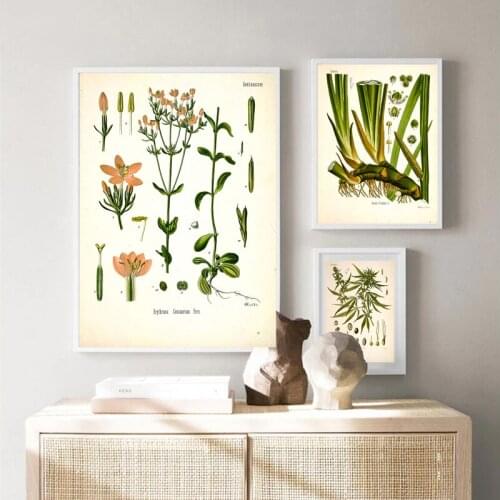 Vintage Botanical Posters and Prints Kitchen Wall Pictures Medicinal Plants Canvas Painting for Living Room Home Decoration