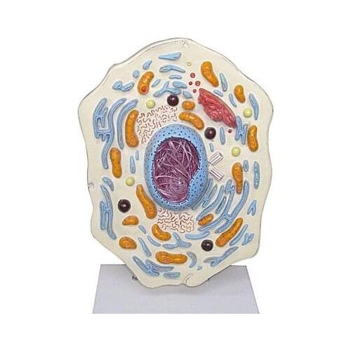 Animal cell submicroscopic structure model science and education instrument medical Cell structure teaching model