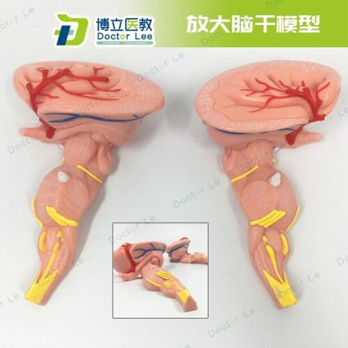 3times Brain Stem Model Medulla Oblongata Pontine Interbrain Midbrain Central Nervous System Medical Supplies