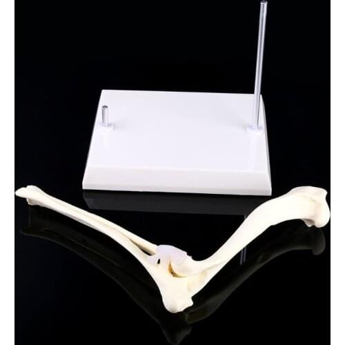 Dog Canine Elbow Joint Model Veterinary Teaching Research Skeleton Animal Display Halloween Gifts